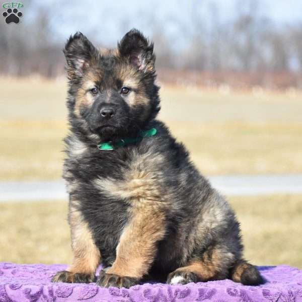 Joy, German Shepherd Puppy